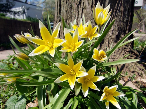 stunning Tulips in Spring 2