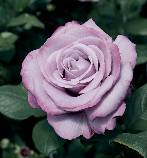 Purple Roses 9