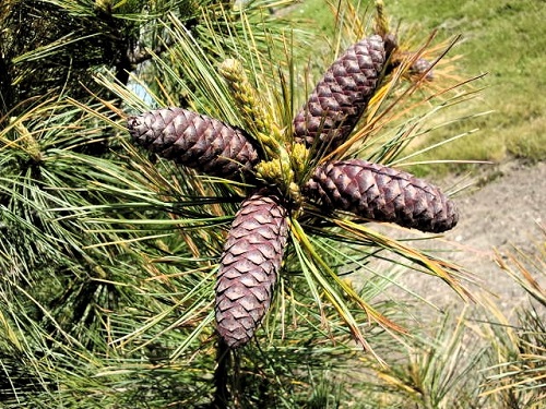 Types of Pine Cones 7