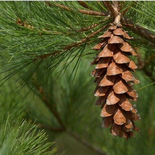 Types of Pine Cones 5