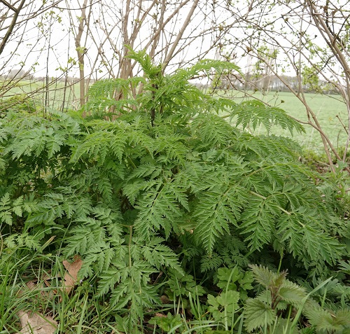 Weeds With Fern Like Leaves 11