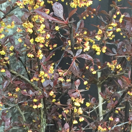 Yellow Flowering Shrubs 3