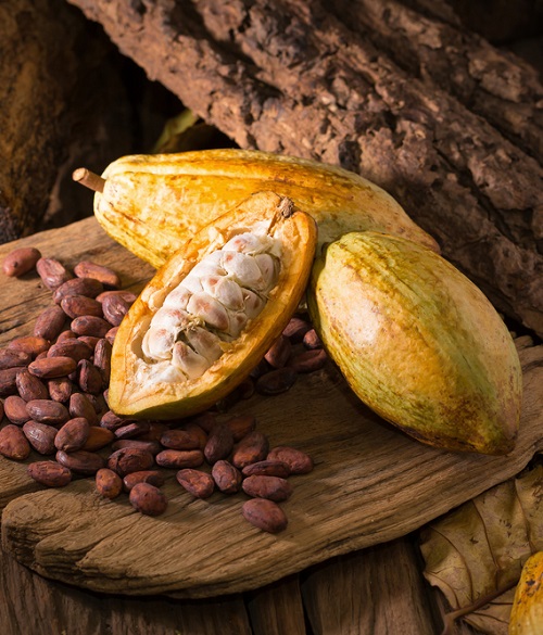 Is cacao a fruit? 5