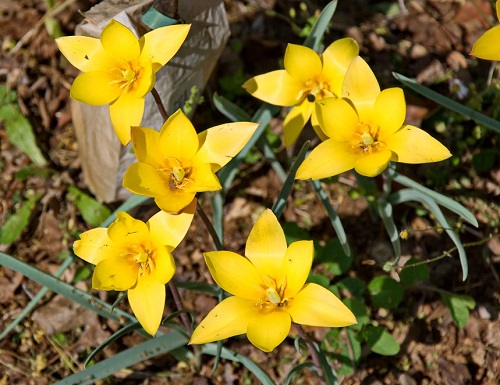 lovely Tulips in Spring