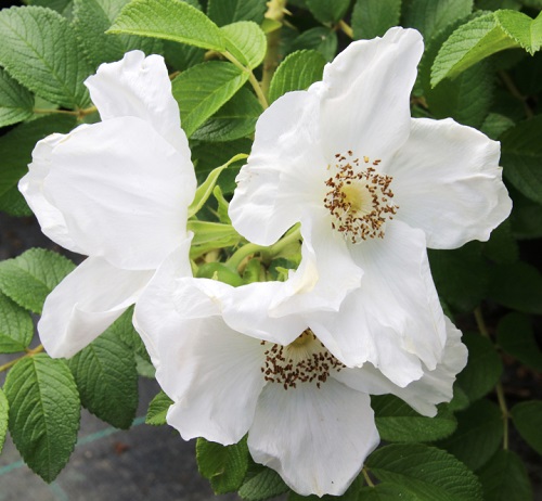 White Roses 9