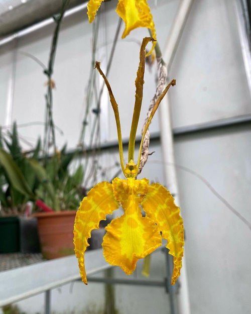 Yellow Orchid 3