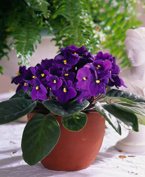 Indoor Plants with Purple Flowers 1