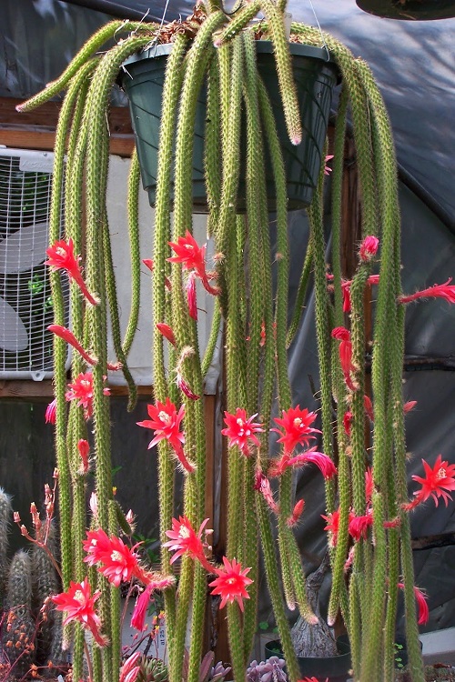 Cactus with Red Blossoms