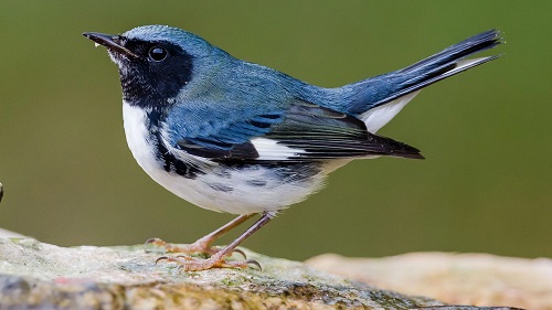 Blue Birds in Michigan 1