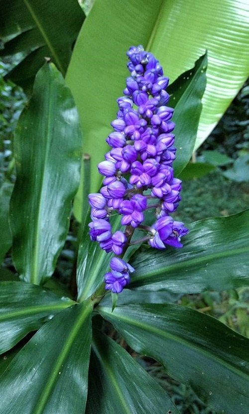 Indoor Plants with Purple Flowers 6