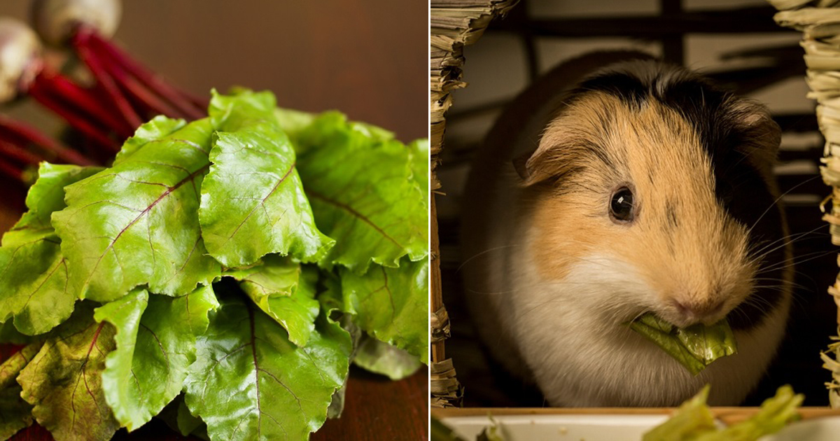 Can Guinea Pigs Eat Beet Greens? Hello Lidy