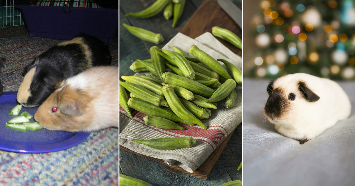 Can Guinea Pigs Eat Okra? Hello Lidy