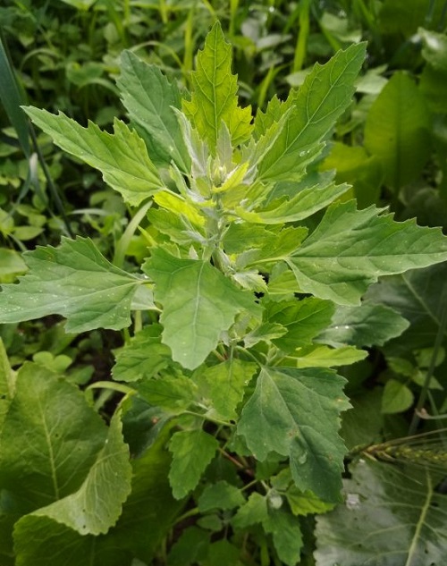 Weeds That Look Like Squash Plants 2