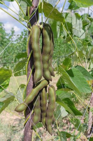 12 Fascinating Plants With Stinging Hairs You Should Avoid - Hello Lidy