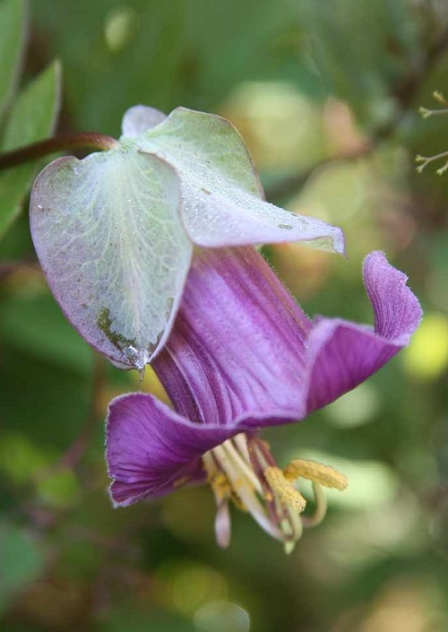 Cup-and-Saucer Vine