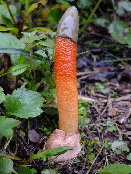 Mushrooms That Look Like A Penis 2
