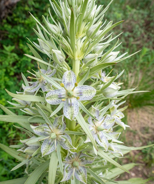 Elkweed White Flower