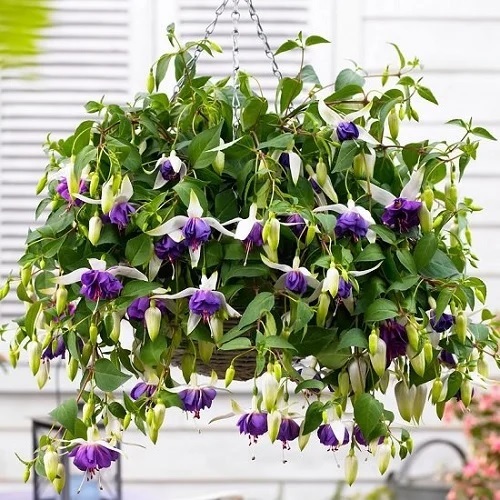 Indoor Plants with Purple Flowers 3