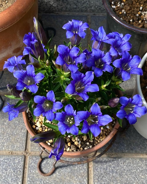  Cup-Shaped Flowers in pot 