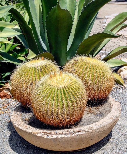 Plants that Look Like Boobs and Breasts 4