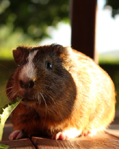 Beet Greens to your Guinea Pigs 3