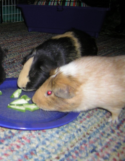Can Guinea Pigs Eat Okra? Hello Lidy