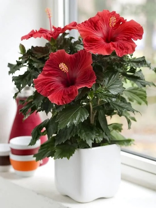 Tropical House plants With Red Flowers 1