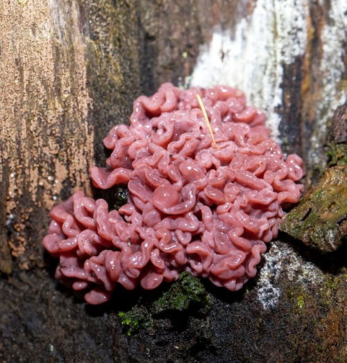 Mushrooms That Look Like a Brain 1