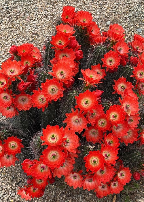 Cactus With Red Flowers 1