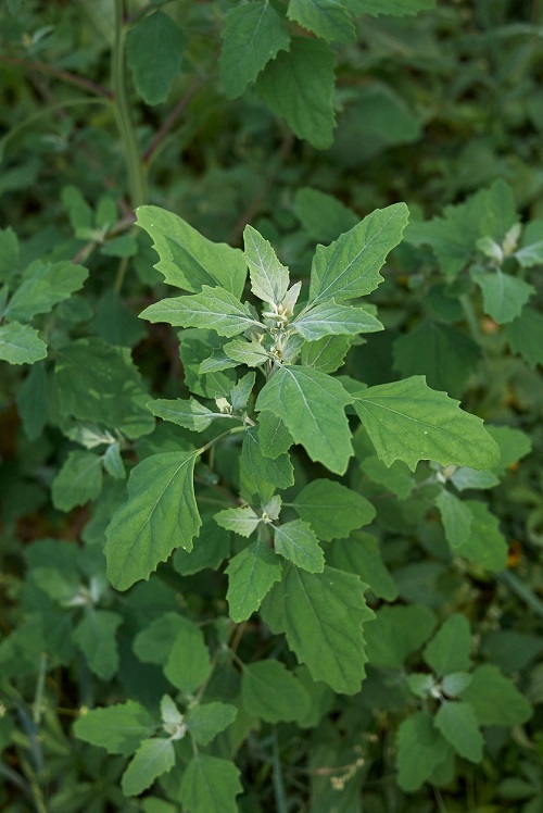 Poisonous Lambsquarters Look-Alikes 1