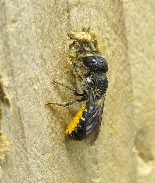 Large Headed Resin Bee