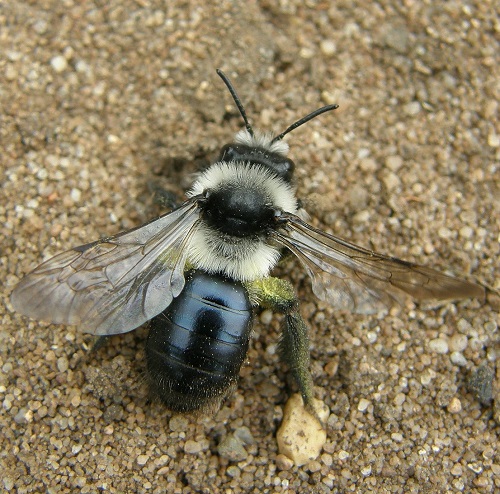 Tiny Bees 3