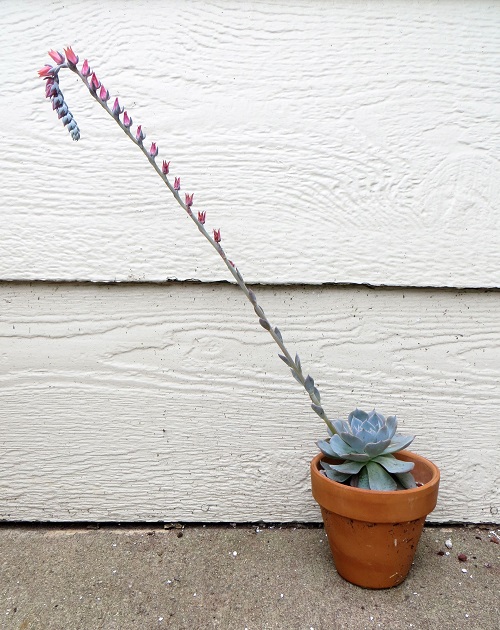 Succulent Plants that Grow tall Stems