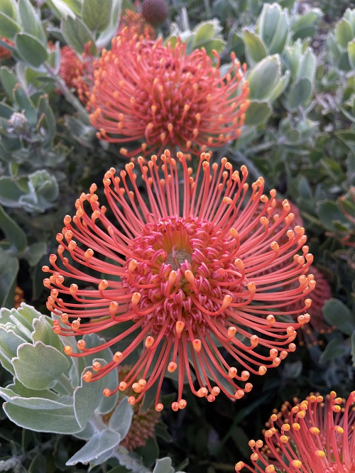 Flowers That Look Like Coral 4