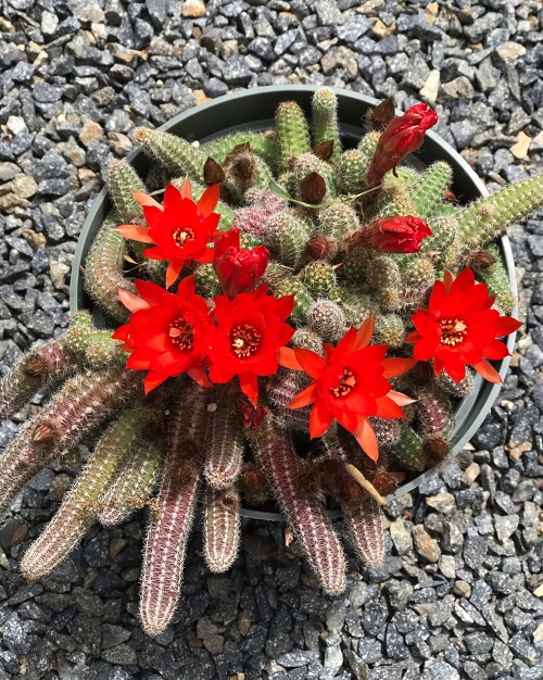 Cactus With Red Flowers 2