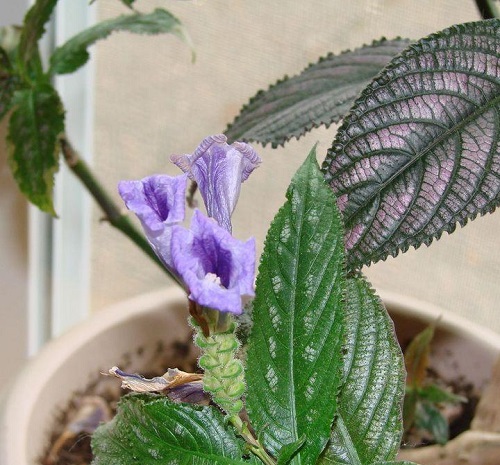 Indoor Plants with Purple Flowers 5