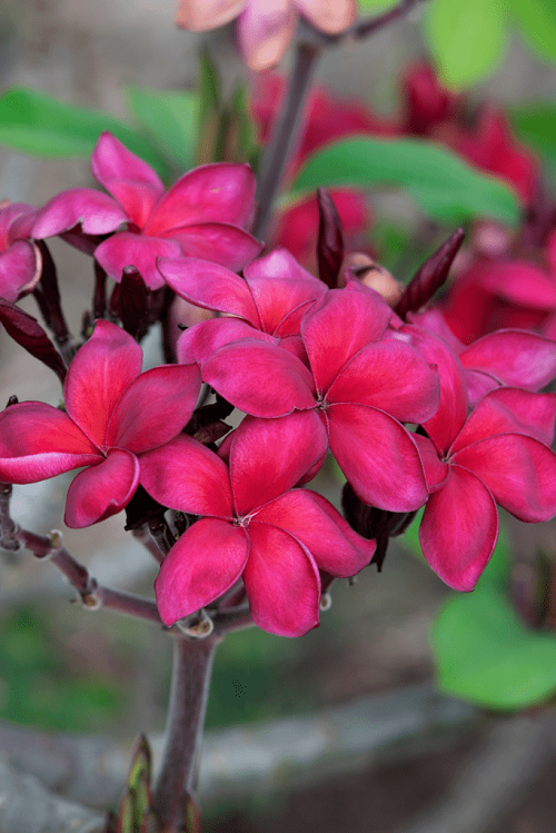 Tropical Houseplants With Red Flowers 3