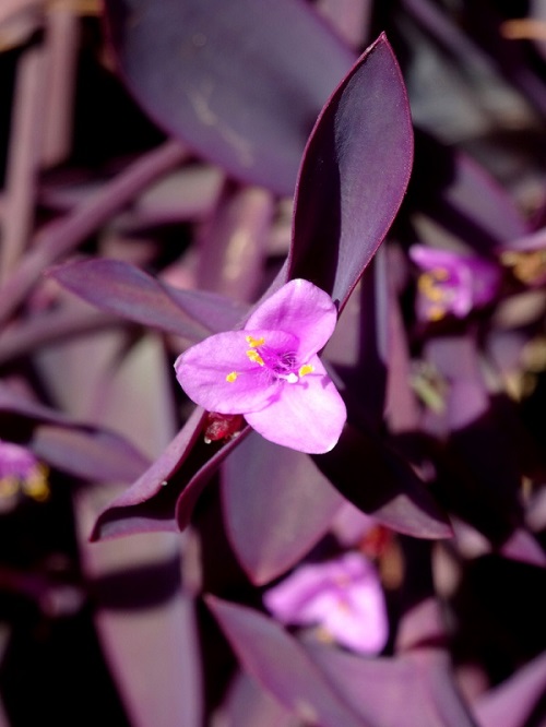 Indoor Plants with Purple Flowers 7
