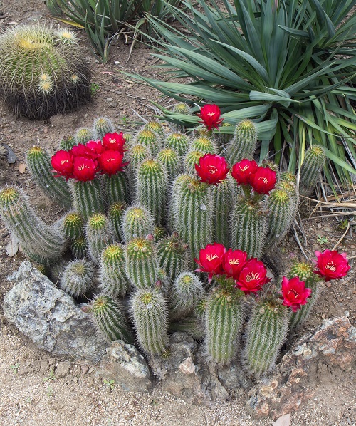 Cactus With Red Flowers 5