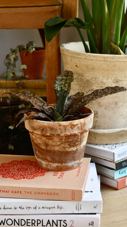 Sansevieria kirkii ‘Coppertone’