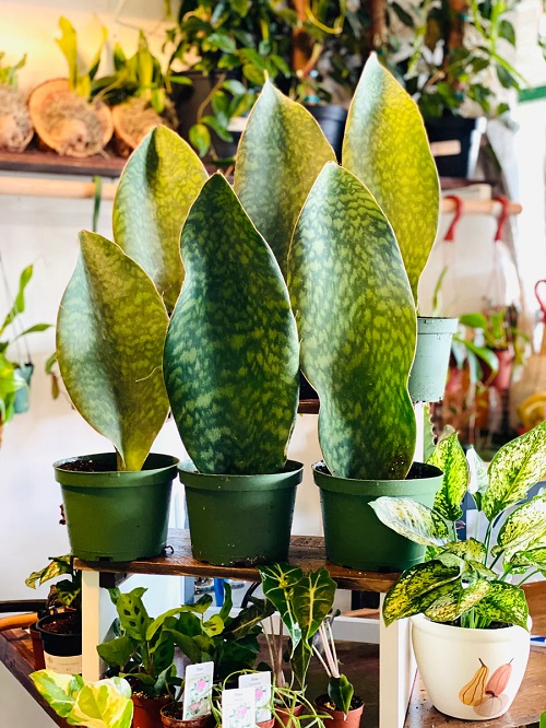 Indoor Snake Plants