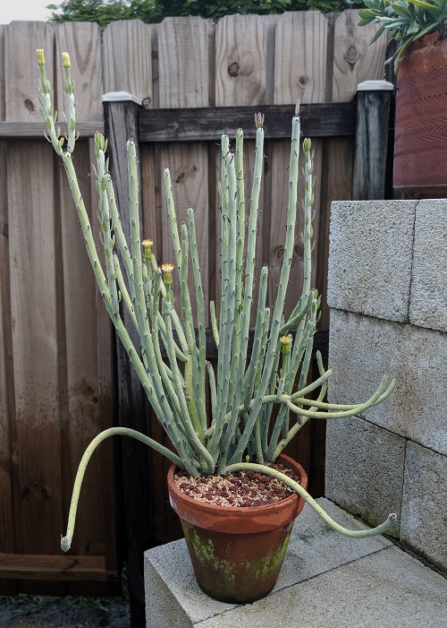 Long-stem succulent plants