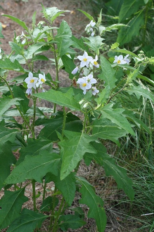 Poisonous Lambsquarters Look-Alikes 3
