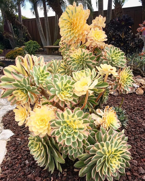 Gorgeous Plants with Huge Leaves Succulents 
