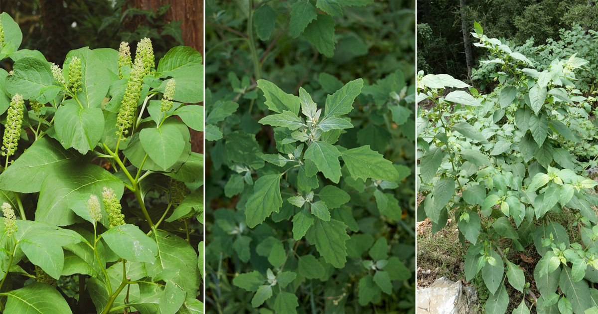 Top 9 Poisonous Lambsquarters LookAlikes to Watch Out For Hello Lidy
