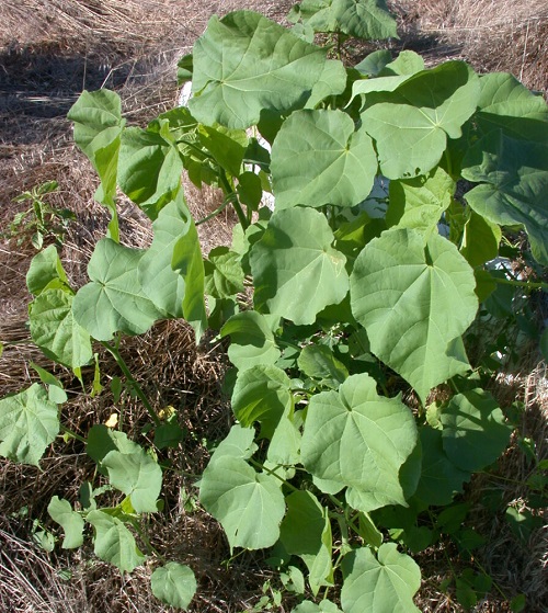 Weeds That Look Like Squash Plants 1