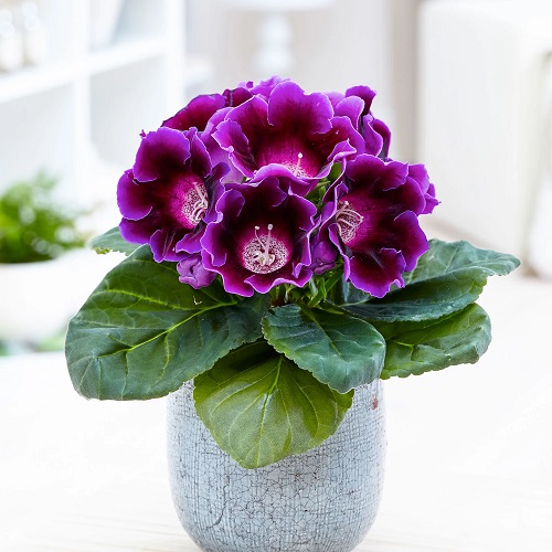 Indoor Plants with Purple Flowers 2