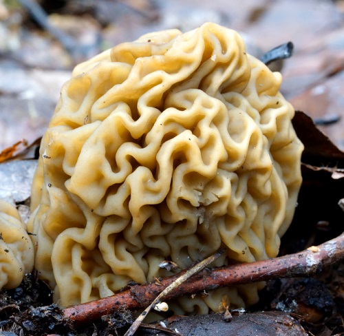 Mushrooms That Look Like a Brain 4