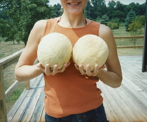 Cantaloupe look like boob