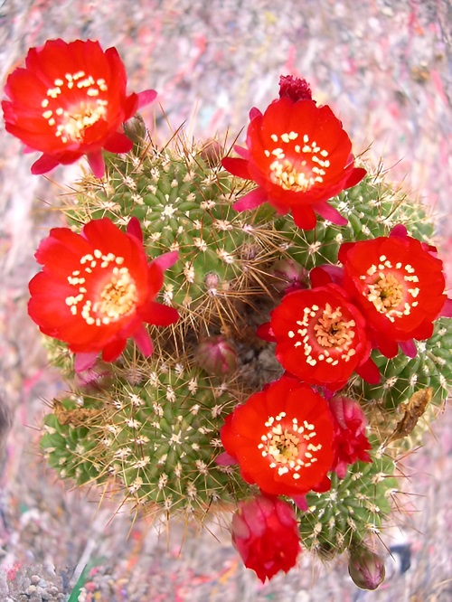 Cactus With Red Flowers 3